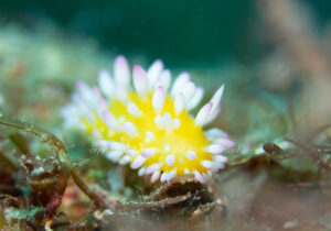 「イガグリウミウシ」　たかきさん