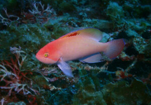 「ケラマハナダイ」　えりこさん