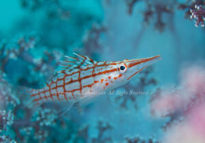 「クダゴンベ」　たかきさん