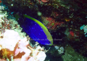 「セナキルリスズメダイ」　えりこさん