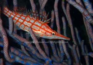 「クダゴンベ」　なつみさん