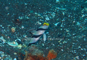 「ネジリンボウ」　なつみさん