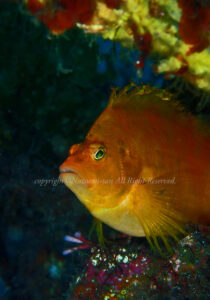 「オキゴンベ」　なつみさん