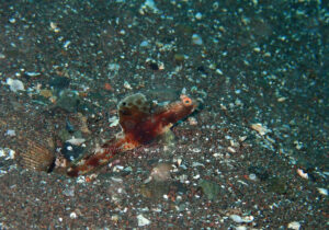 「ホタテツノハゼsp」　よしみさん