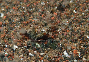 「サガミツノメエビ」　なつみさん