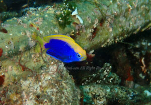 「セナキルリスズメダイ」　よしみさん