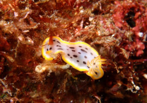 「シロウミウシ」　よしみさん