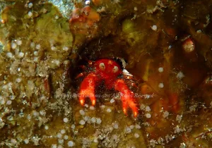 「アナモリチュウコシオリエビ」　よしみさん