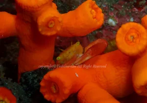 「ベニサンゴガニ」　よしみさん