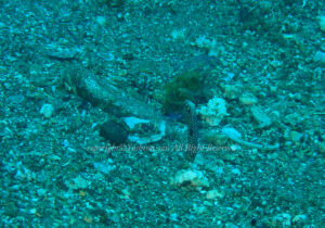 「チンアナゴ」　よしみさん