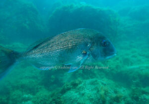 「マダイ」　よしみさん