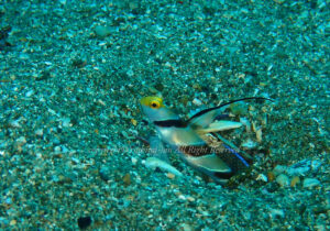 「ヒレナガネジリンボウ」　よしみさん