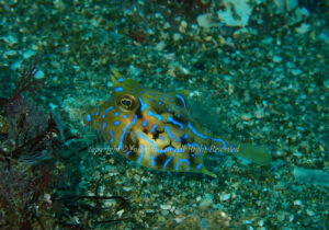 「シマウミスズメ」　よしみさん