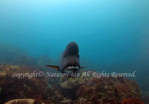 「コブダイ」　なつみさん