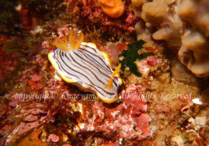 「クロスジウミウシ」　かげやまさん