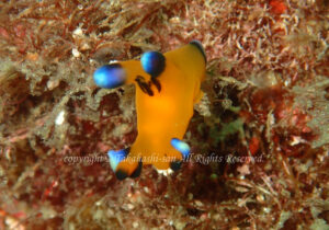 「ウデフリツノザヤウミウシ」　たかはしさん