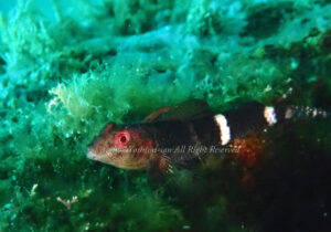 「ヘビギンポ」　よしみさん