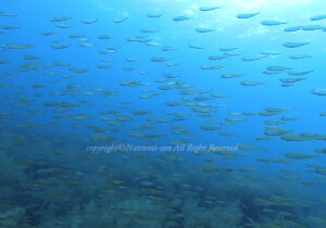 「マアジ」　なつみさん