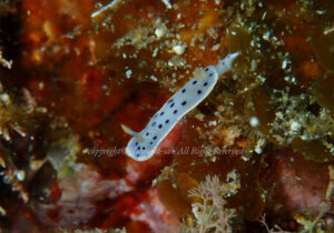 「ウスイロウミウシ」　なつみさん