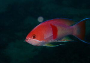 「アカオビハナダイ」　なつみさん