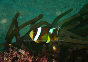 「クマノミ」　なつみさん