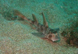 「ネコザメ」　よしみさん