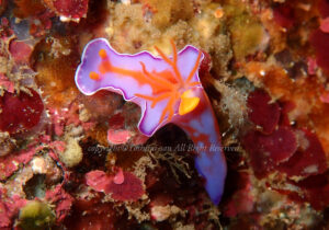 「ニシキウミウシ」　よしみさん