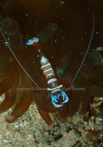 「オドリカクネエビ」　なつみさん