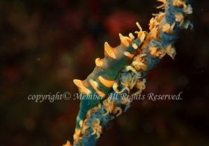 「ビシャモンエビ」　えーさん