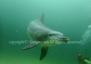 「ミナミハンドウイルカ」　よしみさん
