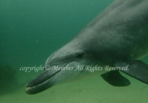 「ミナミハンドウイルカ」　わーさん