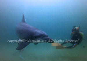 「ミナミハンドウイルカ」　なつみさん