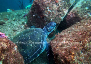 「アオウミガメ」　なつみさん