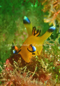 「ウデフリツノザヤウミウシ」　わーさん