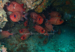 「アカマツカサ」　ちえこさん