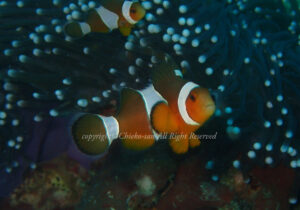 「カクレクマノミ」　ちえこさん