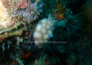 「ヒュプセロドーリス・プルケラ」　ちえこさん