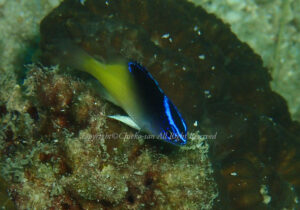 「ローランドデモイセル」　ちえこさん