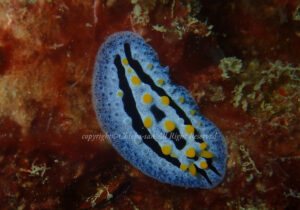 「ソライボウミウシ」　ちえこさん