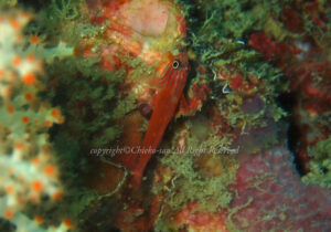 「ストライプヘッドワープゴビー」　ちえこさん