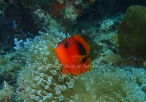 「トマトアネモネフィッシュ」　ちえこさん