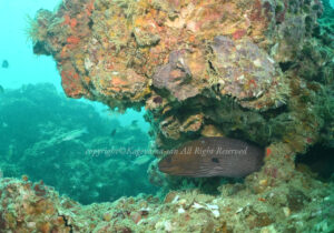 「ドクウツボ」　かげやまさん