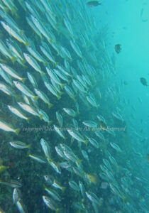 「フタホシフエダイ」　かげやまさん