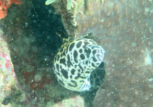 「ヒョウモンウツボ」　かげやまさん