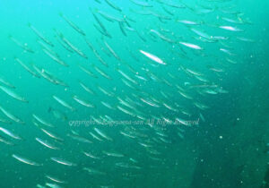 「イブリカマス」　かげやまさん