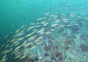 「クマザサハナムロ」　かげやまさん