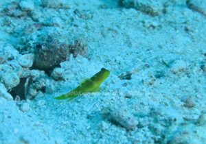 「ムラサメハゼ」　かげやまさん