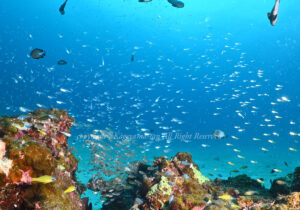 「ラチャヤイ島」　かげやまさん