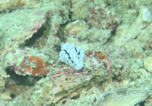 「ラドマンイボウミウシ」　かげやまさん