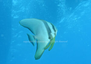 「ツバメウオ」　かげやまさん